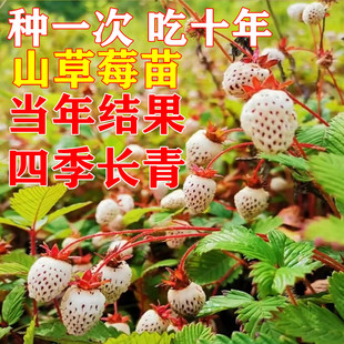 野生白泡苗盆栽瓢子苗奶油白草莓苗山草莓野地泡种子苗香甜大米泡