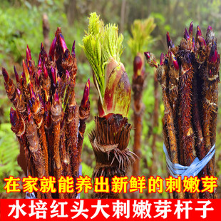 水培刺老芽室内刺嫩芽水培杆子刺龙芽刺老苞刺笼包乌龙头杆子水养