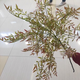 网红室内绿植小森林火焰仿真南天竹吊钟单支绿植配材绿色软装花艺