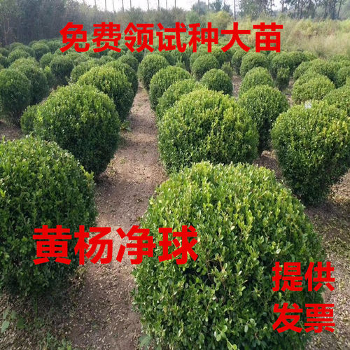 特大小叶黄杨球瓜子黄杨球黄杨球黄杨树球花箱栽植篱笆苗庭院绿化 - 封面