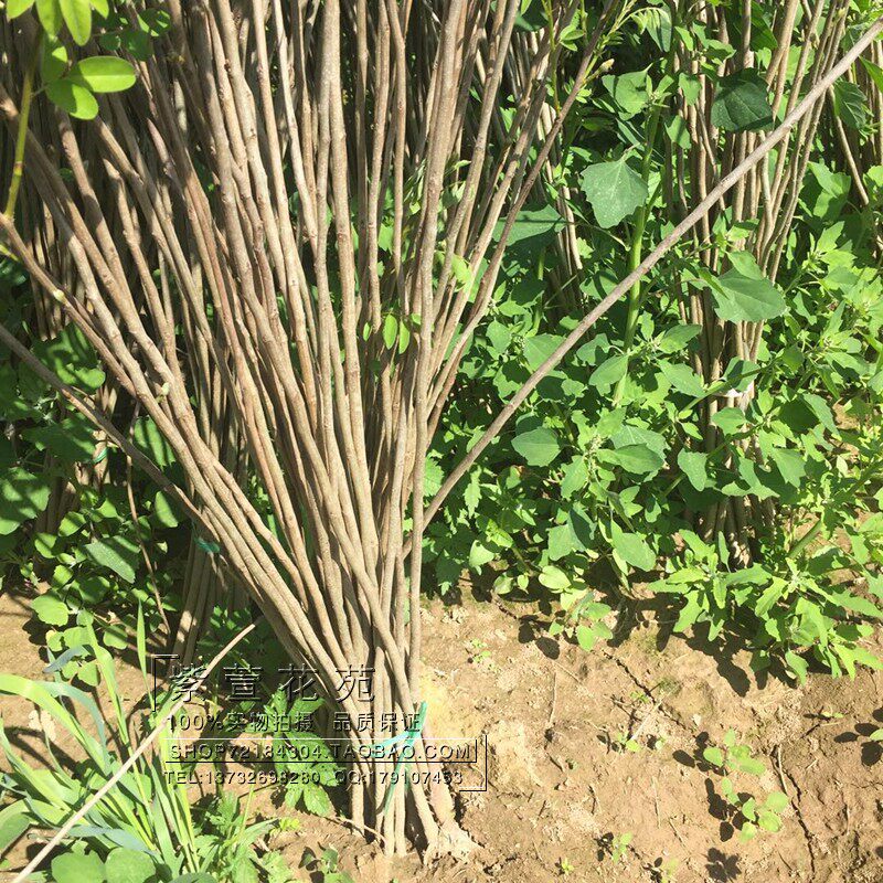 紫穗槐苗刺槐小苗紫穗槐树苗紫穗槐小苗耐旱耐寒护林固土堤坝护坡