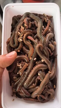 青沙蚕鱼饵海蜈蚣海蚯蚓海蚂蝗红青虫海钓鱼船钓青沙蚕顺丰