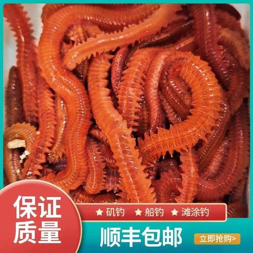 红沙蚕鱼饵海蜈蚣海蚯蚓海蚂蝗红青虫海钓鱼船钓青沙蚕顺丰