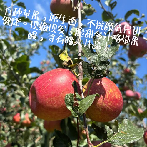 自家有机肥种大凉山盐源丑苹果红将军原生态苹果味浓郁脆甜多汁