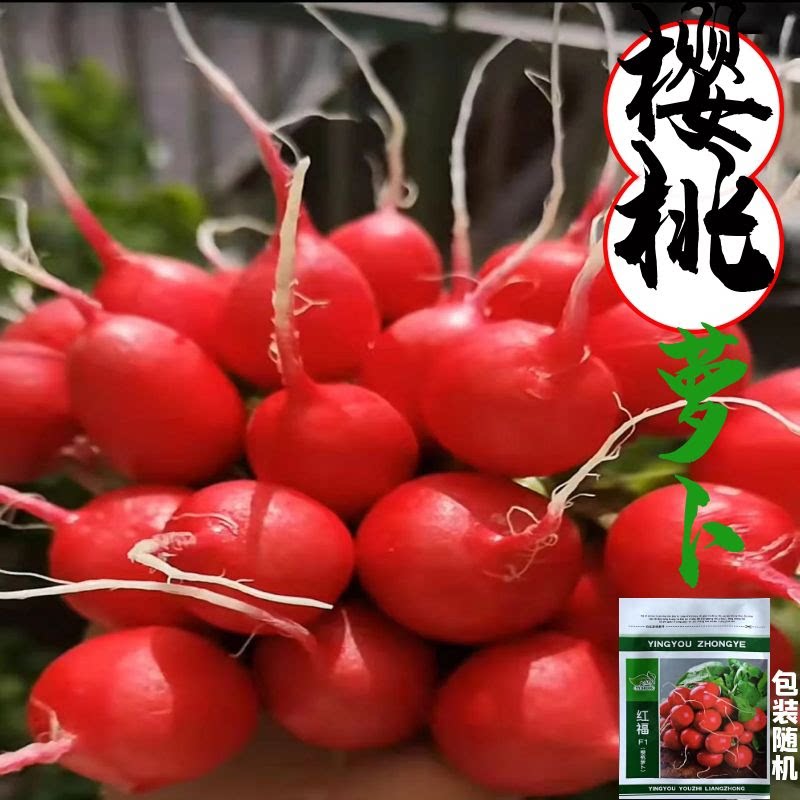 樱桃萝卜种子 迷你萝卜种籽生吃小水果萝卜四季可种包邮蔬菜种子