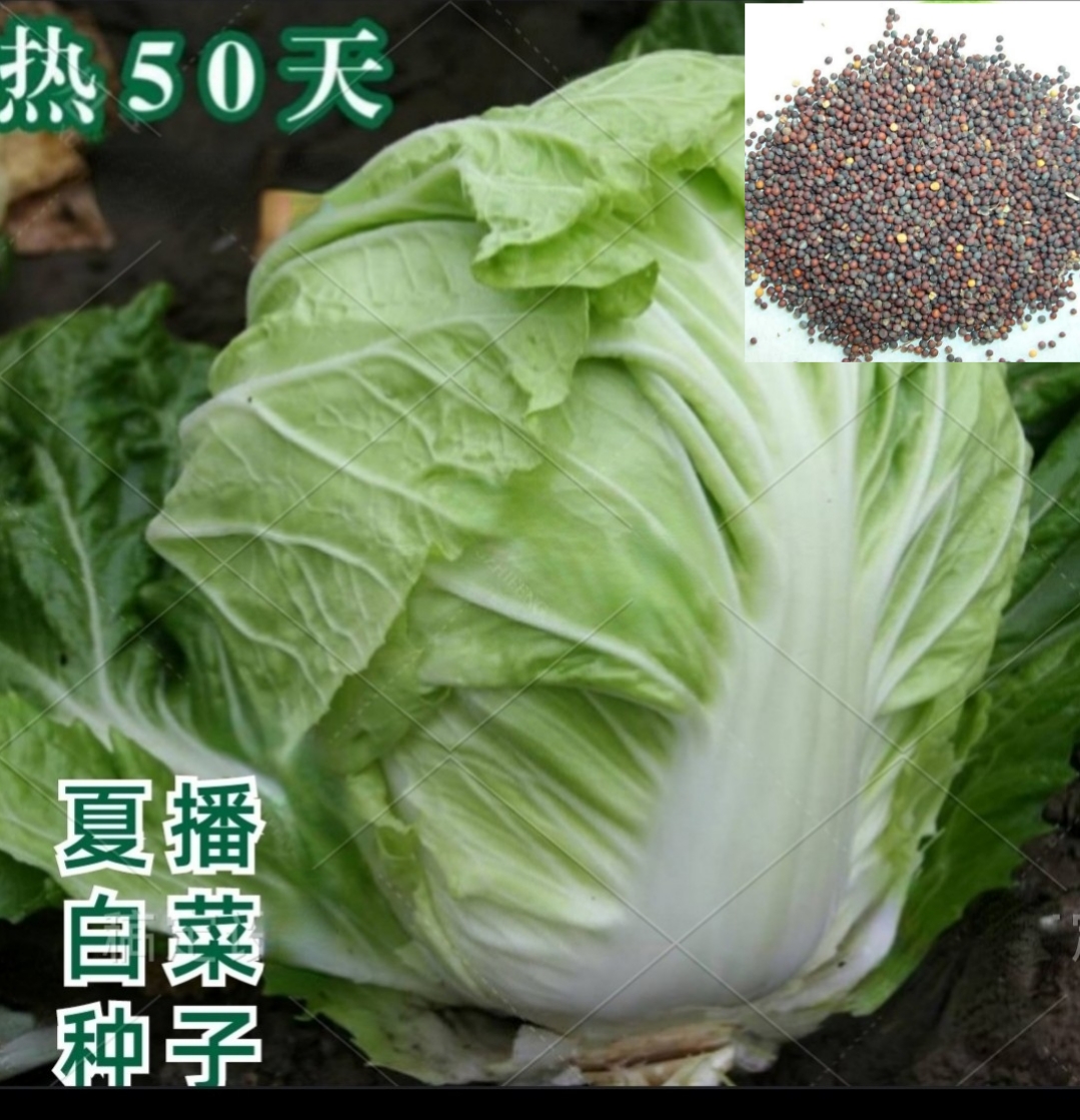夏播大白菜种子抗热50天白菜种籽家庭种植蔬菜种子