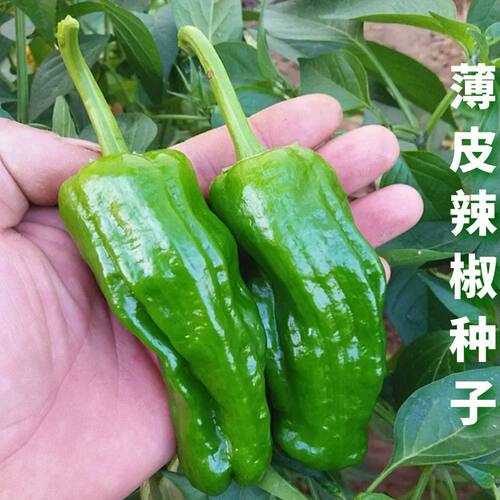 薄皮辣椒种子虎皮椒种辣椒苗四季种籽高产盆栽南方种北苗蔬菜种孑