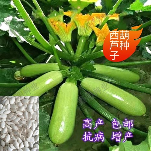 西葫芦种子耐热春季角瓜阳台