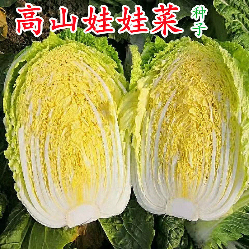 高山娃娃菜种子黄心娃娃菜种籽小白菜籽四季播阳台庭院蔬菜种孑籽