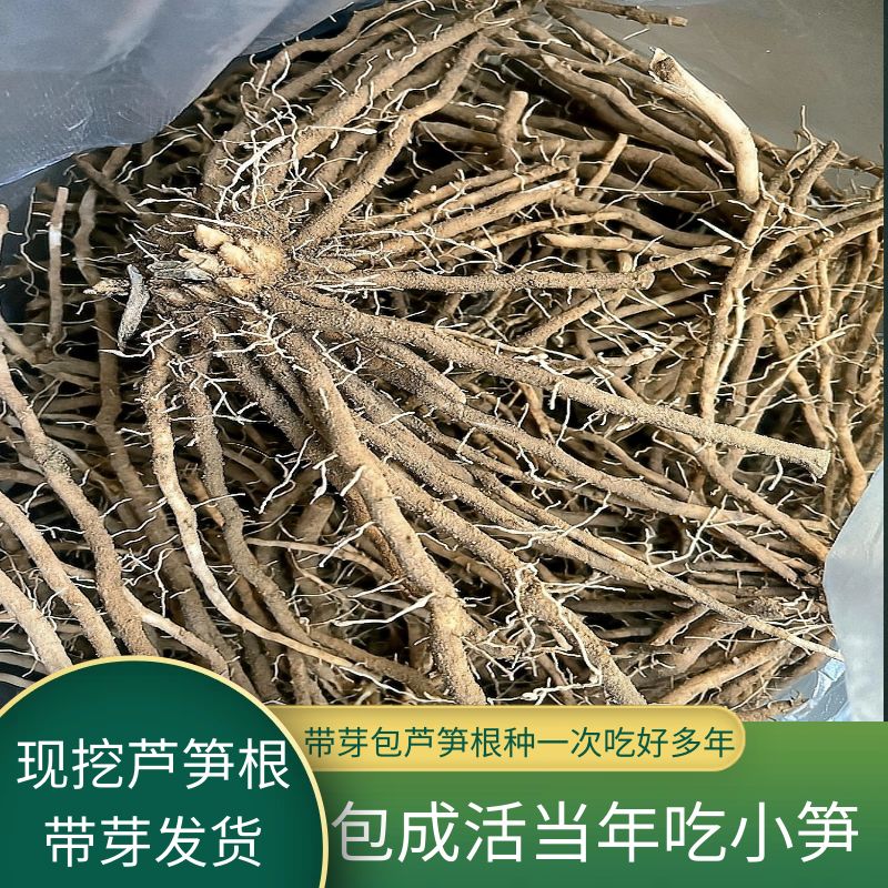 芦笋根苗种植紫色芦笋苗四季种植芦笋根四季阳台盆栽地栽芦笋秧苗