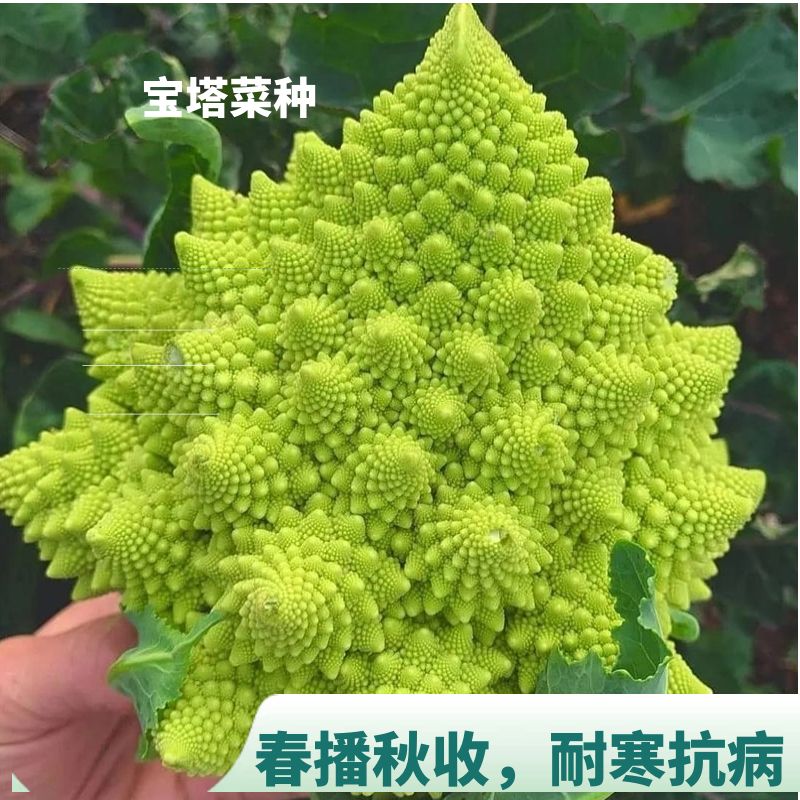 宝塔菜花椰菜蔬菜种子苗特色菜花花菜孑四季籽种蔬菜种籽秧菜籽