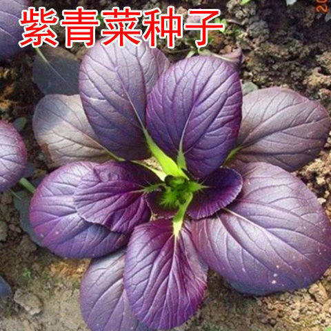 紫油菜种春秋冬季苏州青青梗菜种子庭院阳台青菜种籽四季蔬菜种孑