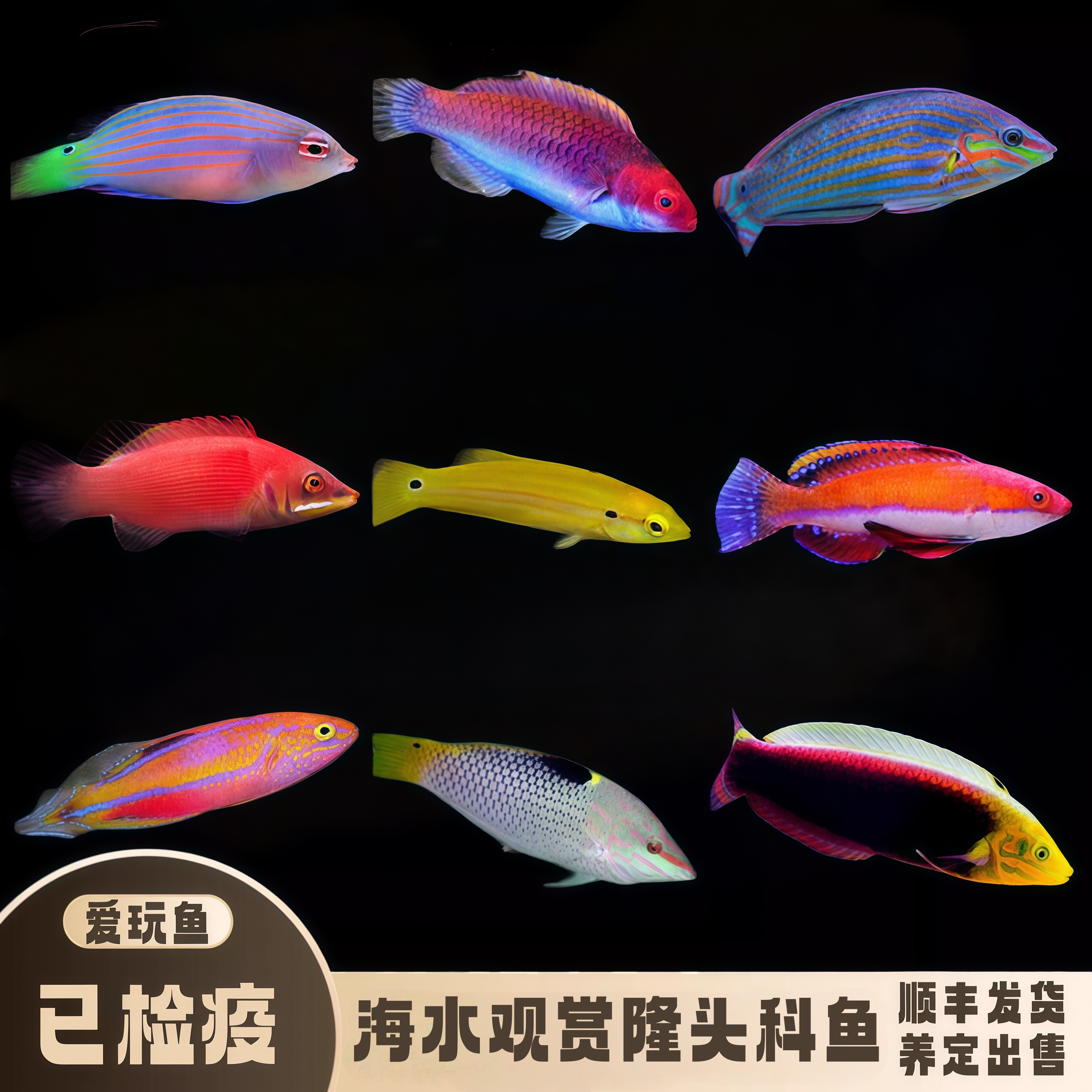 爱玩鱼隆头科观赏鱼吃虫除螺