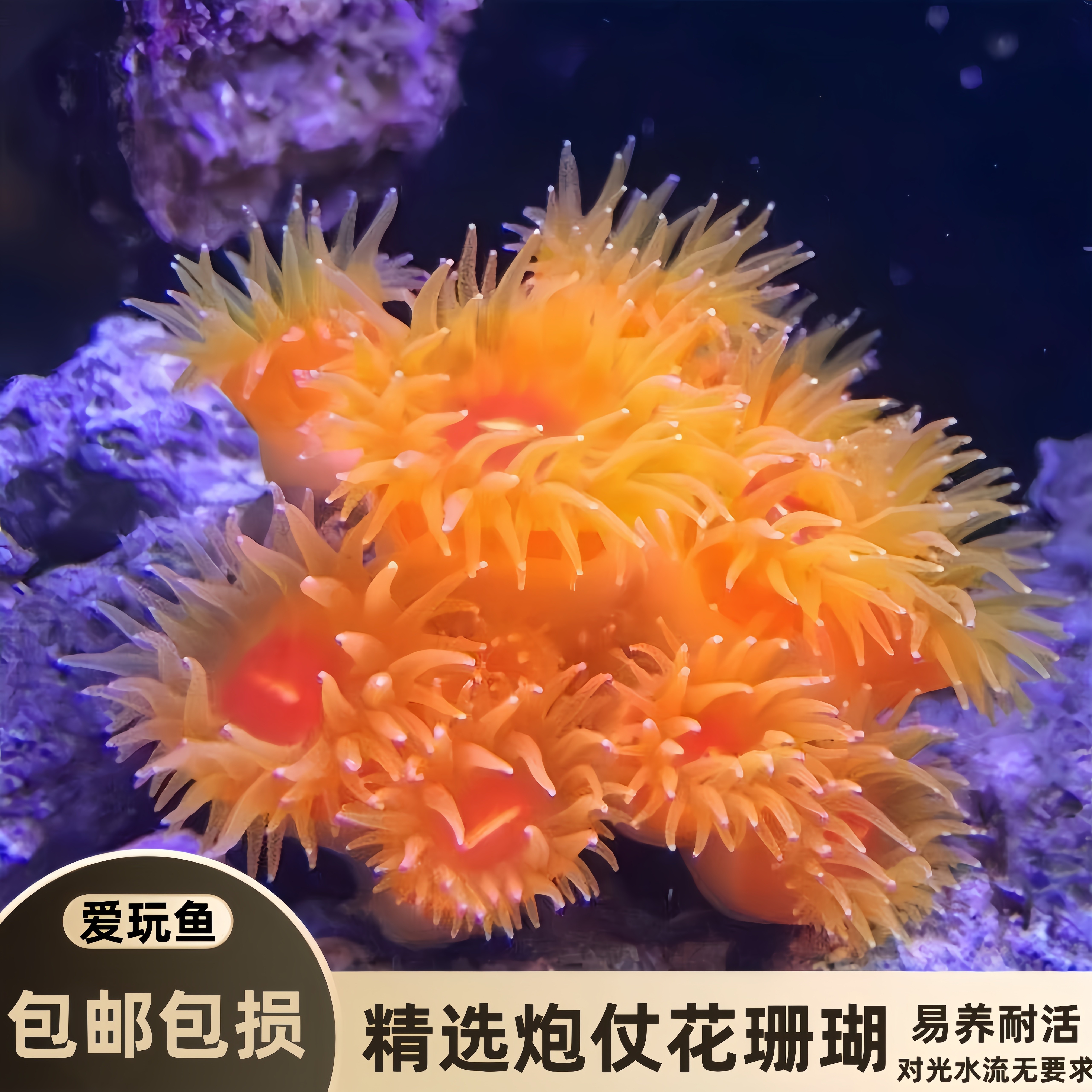 炮仗花太阳花珊瑚海水缸新手软体活体易养造景观赏套餐海水生物