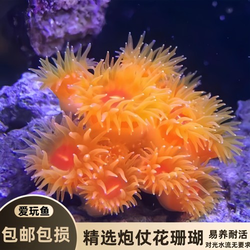 炮仗花太阳花珊瑚海水缸新手软体活体易养造景观赏套餐海水生物