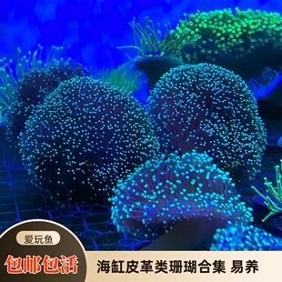 【爱玩鱼】皮革珊瑚圣诞树花环长杆大花荧光绿软体海水缸易养新手