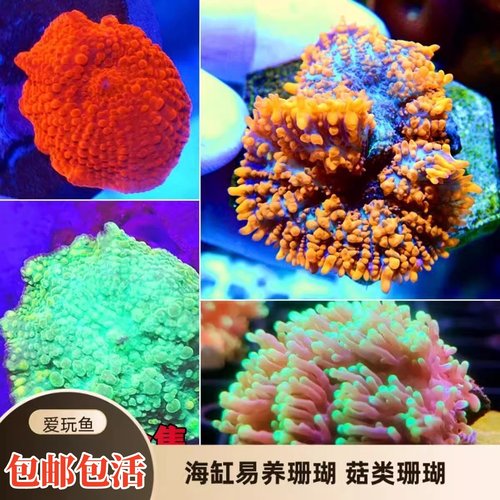 爱玩鱼水族菇珊瑚新手海缸生物