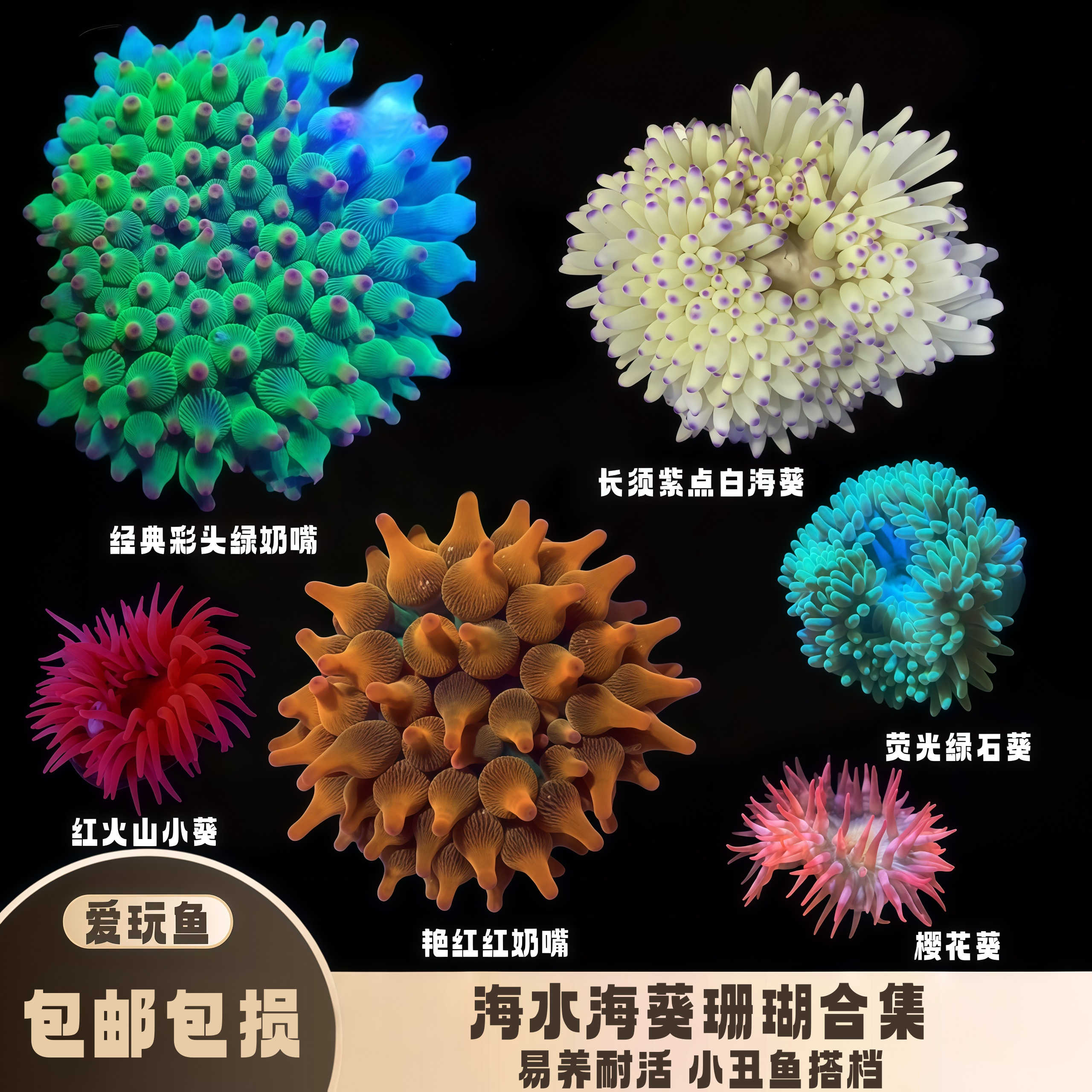 【爱玩鱼】海葵珊瑚荧光绿奶嘴红奶嘴地毯小丑鱼共生软体海缸活体