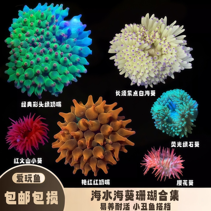 【爱玩鱼】海葵珊瑚荧光绿奶嘴红奶嘴地毯小丑鱼共生软体海缸活体
