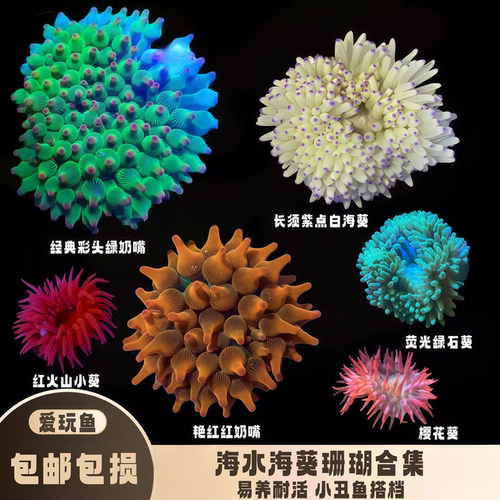 爱玩鱼共生软体奶嘴海葵活体