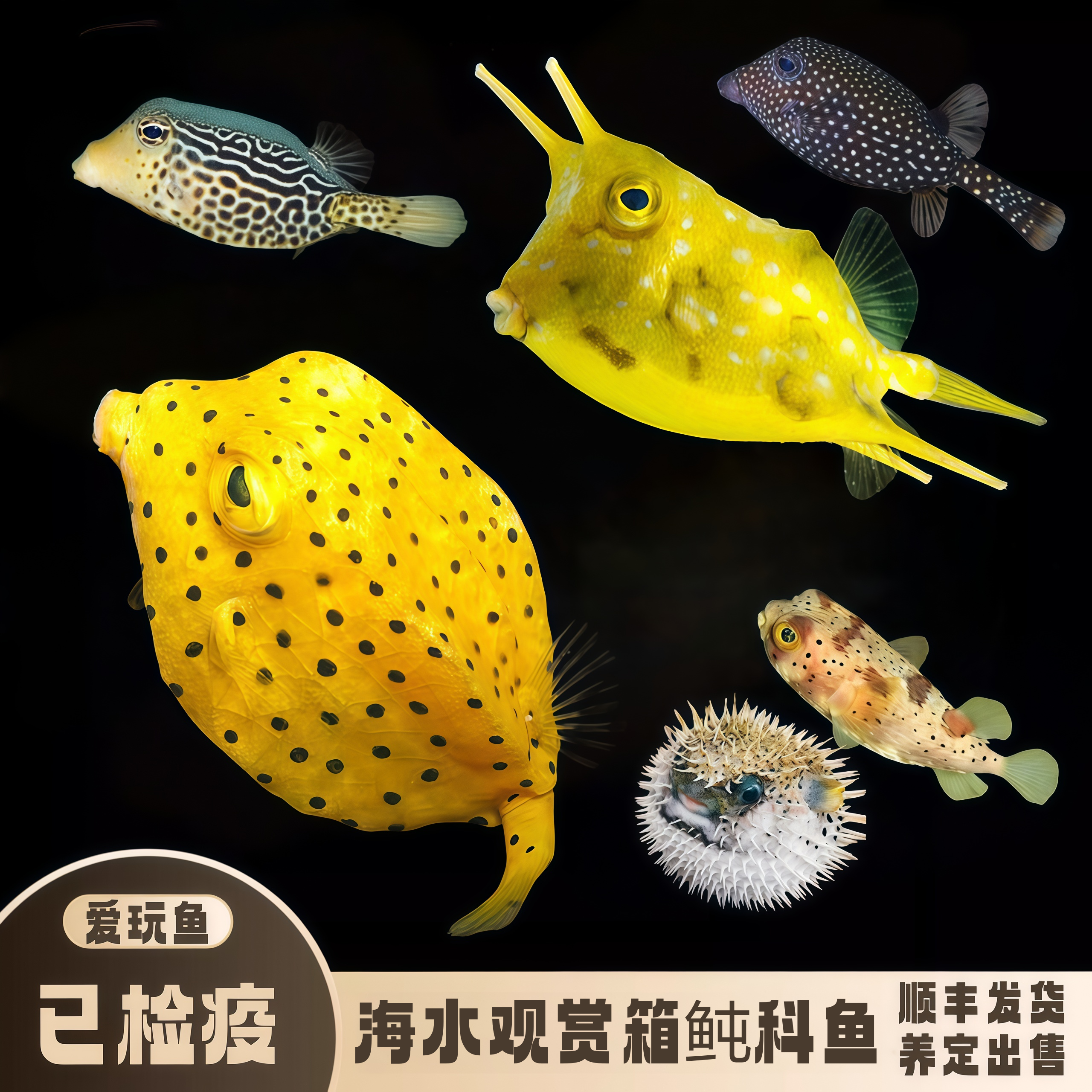 【爱玩鱼】箱鲀鱼海水观赏鱼黄木瓜牛角刺鲀养定检疫开口顺丰空运