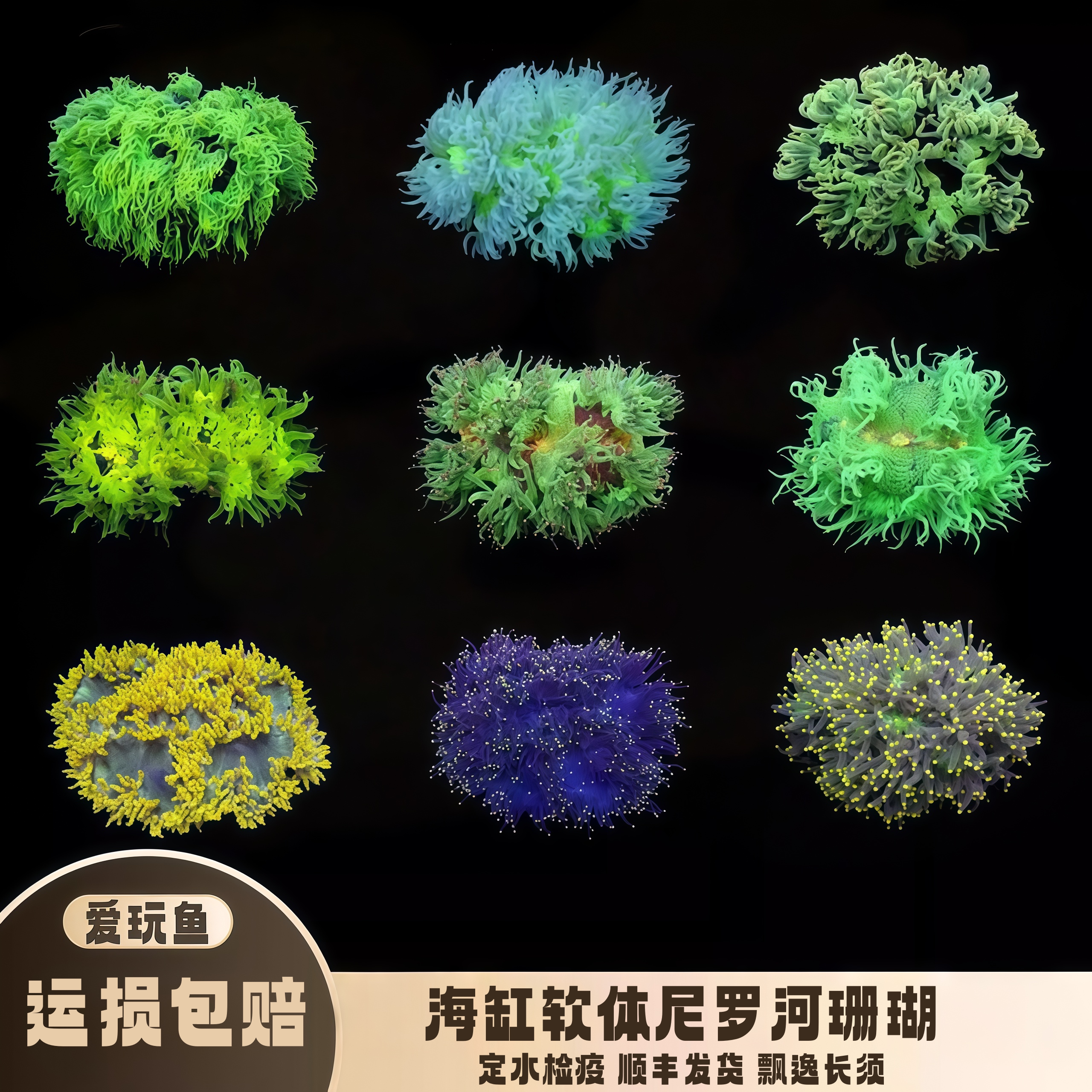 尼罗河珊瑚海缸lps软体彩点
