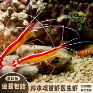 【爱玩鱼】医生虾海水缸观赏虾吃藻除垃圾珊瑚缸可混养定水检疫