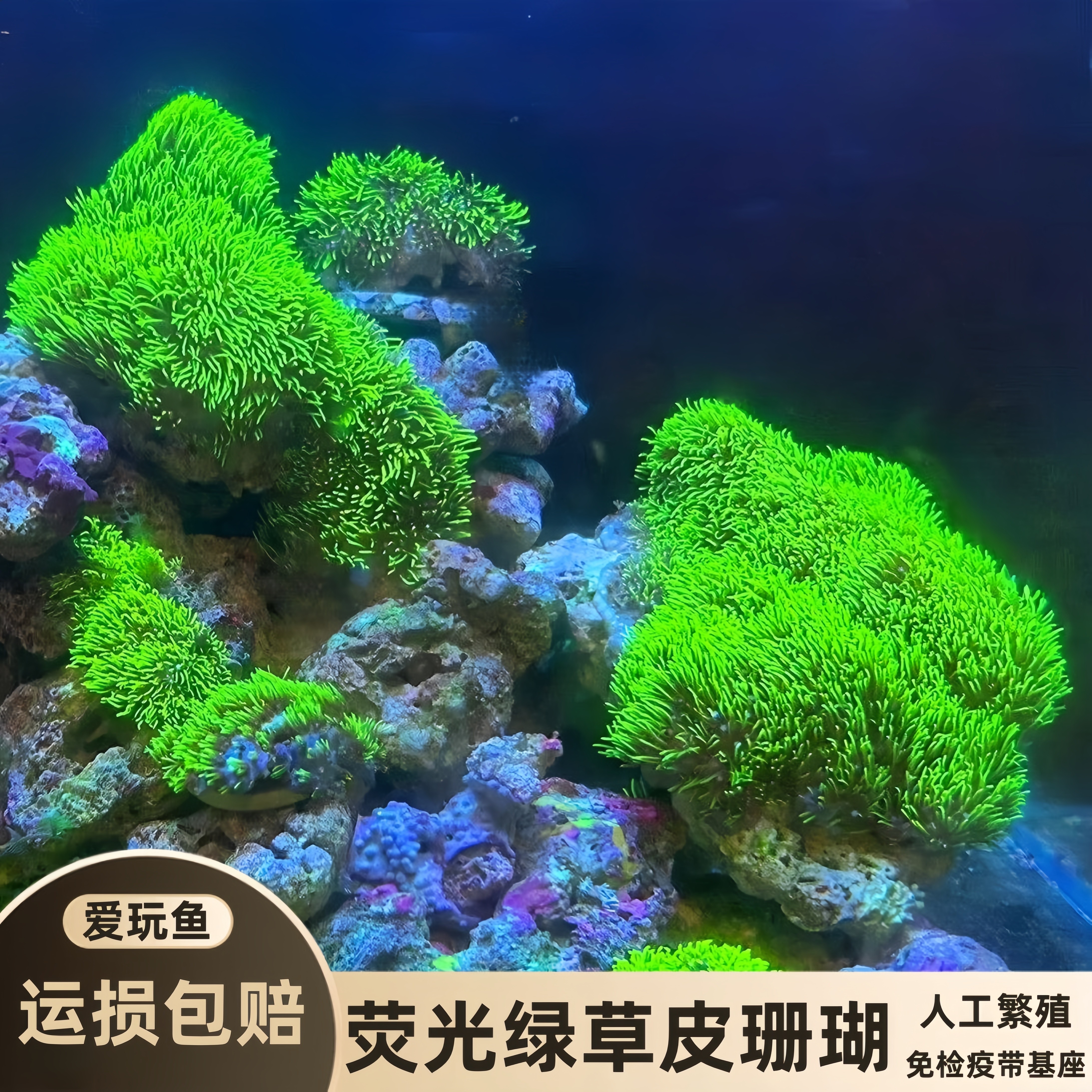 【爱玩鱼】荧光绿草皮珊瑚长须软体母体新手好养活体海缸海水易养 - 淘宝联盟商品