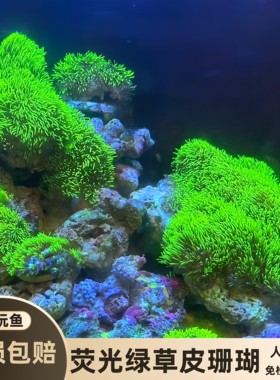 爱玩鱼水族草皮珊瑚荧光绿海水缸