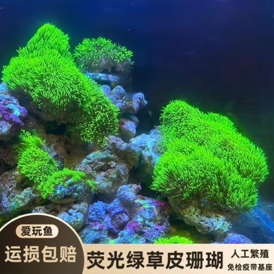 爱玩鱼水族草皮珊瑚荧光绿海水缸