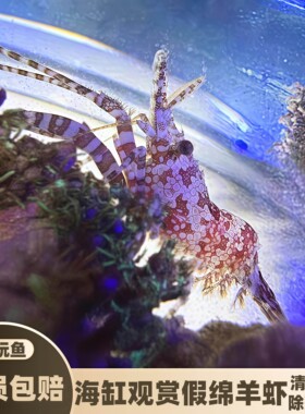 爱玩鱼假绵羊虾除藻清洁鱼缸