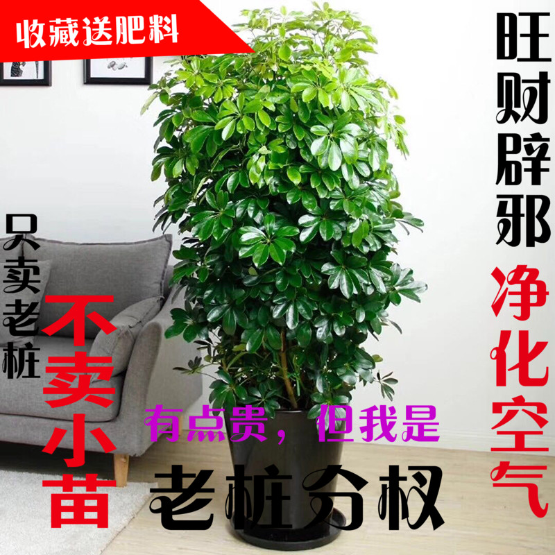 室内大型客厅办公盆栽花卉八方来财 鸭脚木 鸭掌木观叶植物招财树