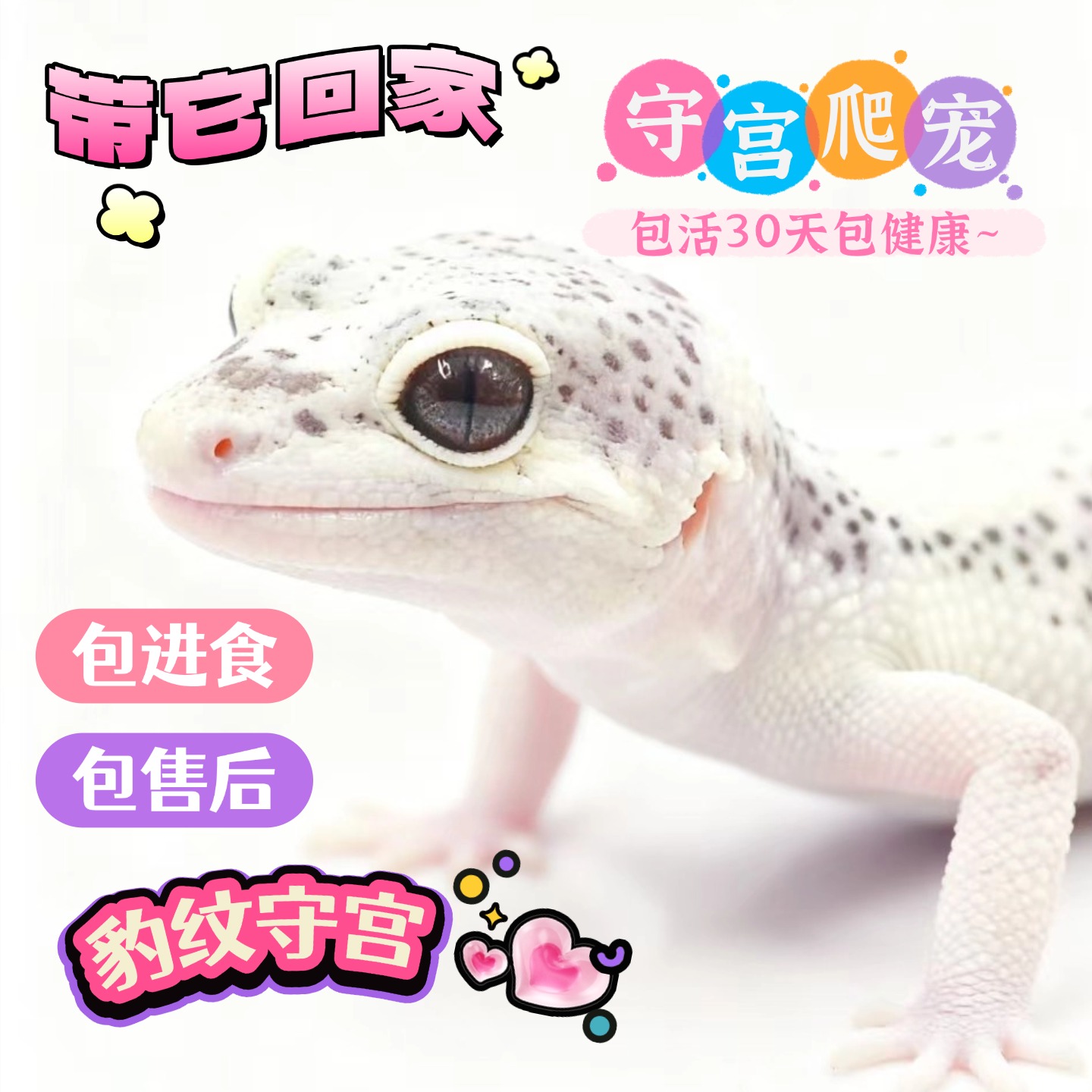 入门宠物豹纹蜥蜴守宫宠物