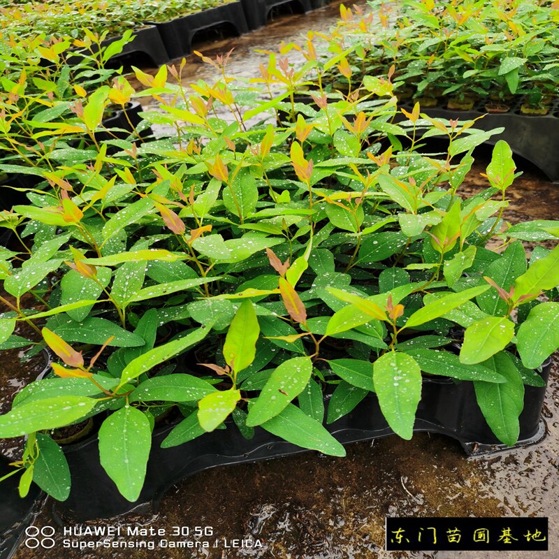 桉树苗正宗桉树苗速生树苗正品东门29号造林苗快速经济林苗顺丰发