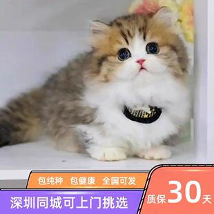 广东深圳米努特矮脚猫长毛金加白银白三花拿破仑短毛曼基康幼猫咪