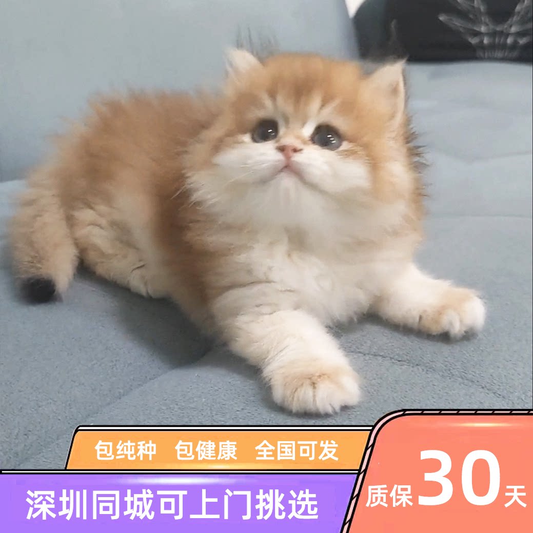 标价全款深圳纯种熊版长毛金渐层