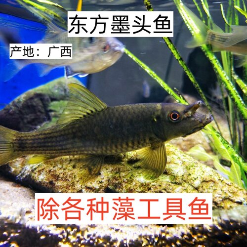 墨头鱼原生冷水观赏鱼除藻工具鱼不怕冷皮实好养清道夫鱼清残食