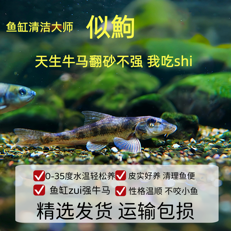 似鮈鱼 清道夫清残渣鱼缸垃圾 翻砂鱼清洁鱼工具鱼棒花鱼冷水鱼
