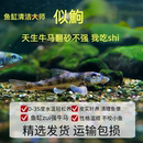 似鮈鱼 翻砂鱼鱼缸清洁鱼除藻工具棒花鱼冷水清道夫不加温好养