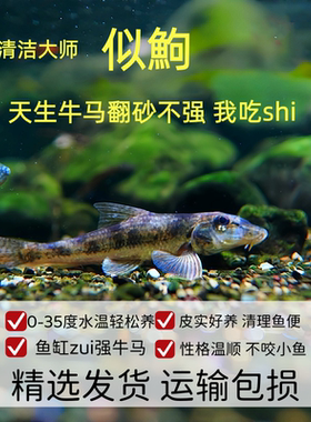 似鮈鱼 翻砂鱼鱼缸清洁鱼除藻工具棒花鱼冷水清道夫不加温好养