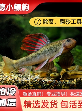 建德小鳔鮈原生观赏鱼小型冷水鱼工具鱼除藻鱼缸清道夫清理鱼粪