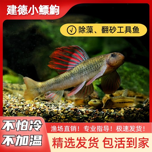 清洁鱼除藻鱼缸清道夫