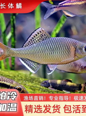 长体鱊  小型冷水鱼不加温皮实好养旁皮鱼原生鱼冷水鱼除藻