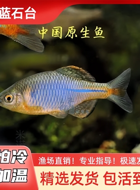 蓝石台齐式鳑鲏原生冷水观赏鱼小型群游鱼不加温皮实好养旁皮鱼