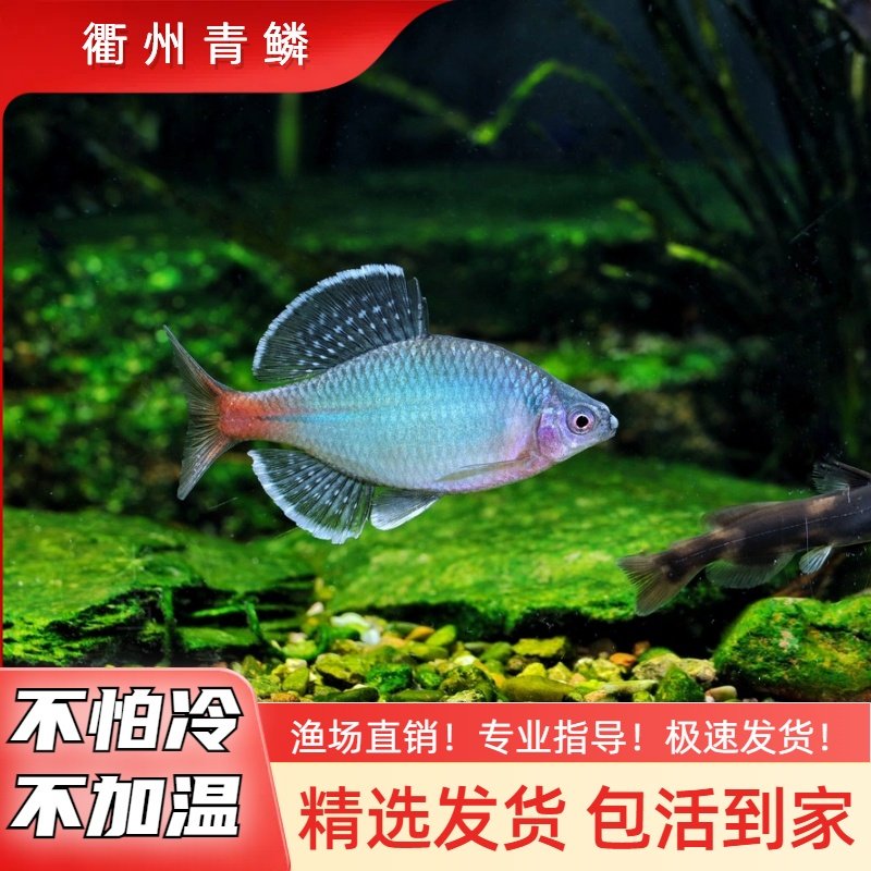 新安江青鳞鱊网红鳑鲏鱼不加温皮实好养溪流鱼原生冷水鱼包公鱼