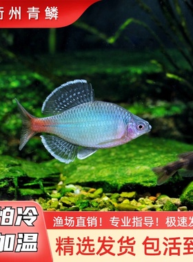 新安江青鳞鱊网红鳑鲏鱼不加温皮实好养溪流鱼原生冷水鱼包公鱼