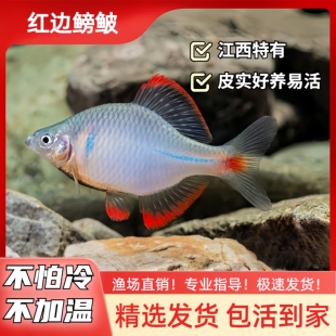 红边鳑鲏小型冷水鱼不加温皮实好养旁皮鱼原生鱼冷水鱼除藻工具鱼