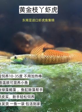 黄金枝桠虾虎 东南亚进口观赏鱼 稀有进口原生溪流鱼 温顺可混养
