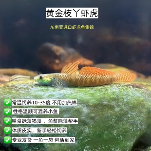黄金枝桠虾虎 东南亚进口观赏鱼 稀有进口原生溪流鱼 温顺可混养