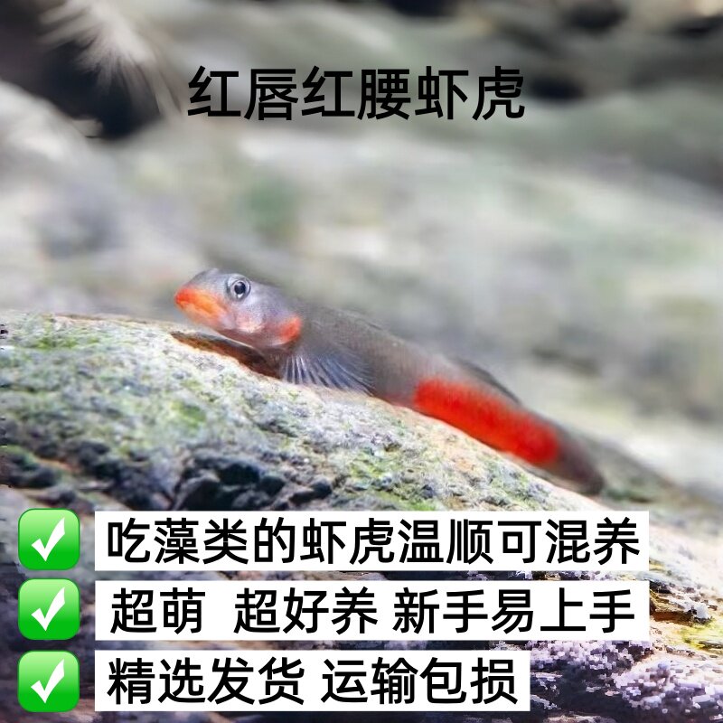 红唇红腰虾虎吃藻类东南亚进口虾虎小型原生观赏鱼性格温顺可混养